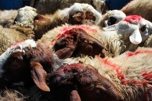 قیمت گوسفند عید قربان به زودی اعلام می شود


