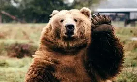 مقاومت در برابر لاشه سازی توله خرس گمشده کار دست مدیر روابط عمومی سازمان محیط زیست داد