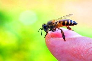با فواید و مضرات نیش زنبور عسل آشنا شوید