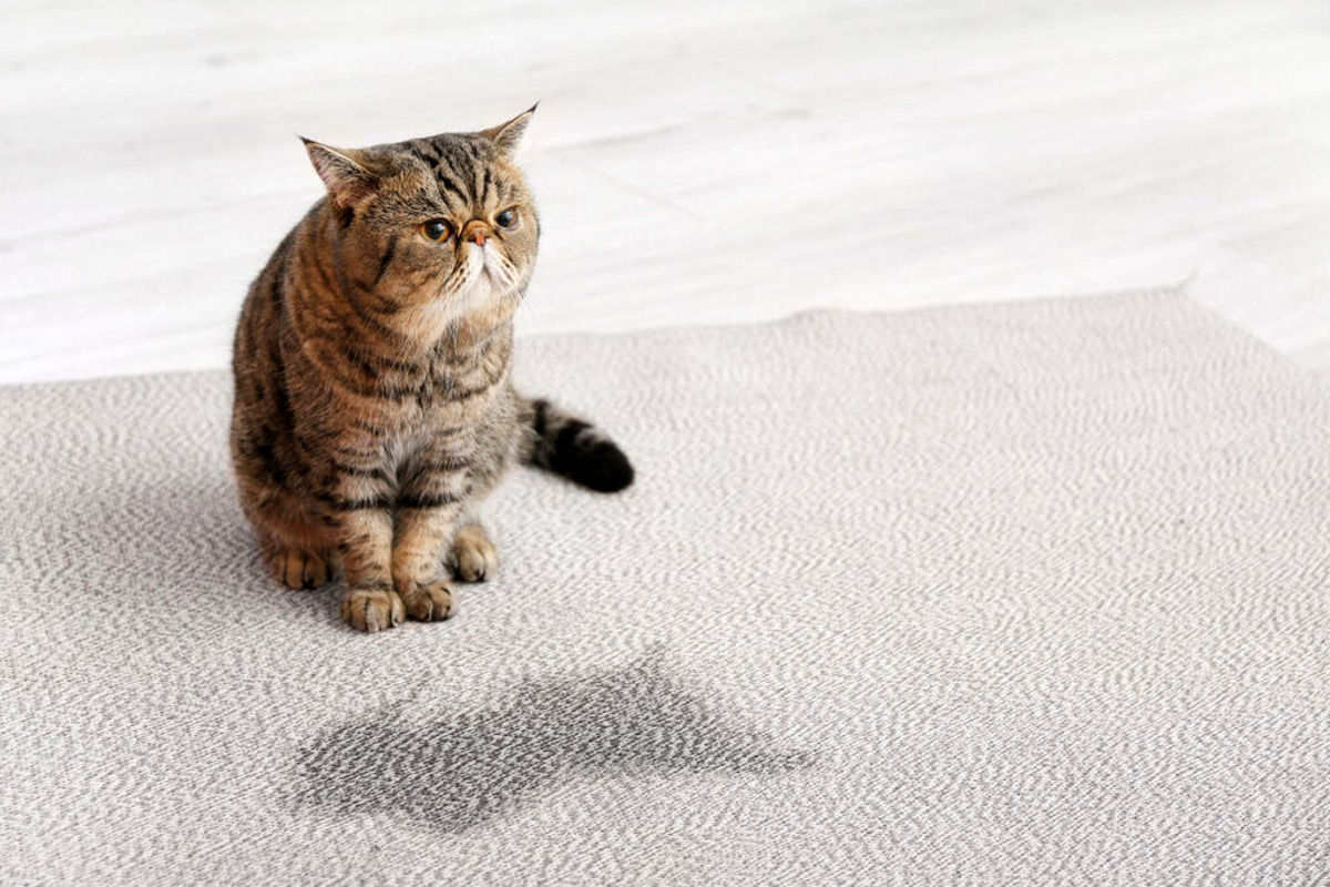 نحوه شستشوی فرش نجس‌ شده توسط حیوانات خانگی