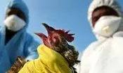 اولین مورد آنفلوانزای پرندگان H9N2 در ایتالیا تایید شد