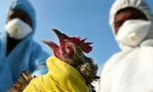 اولین مورد آنفلوانزای پرندگان H9N2 در ایتالیا تایید شد
