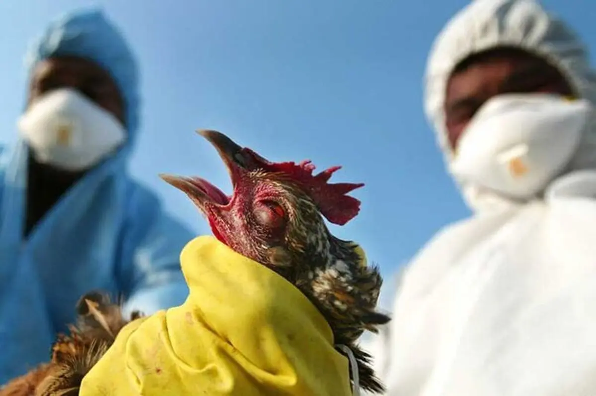 اولین مورد آنفلوانزای پرندگان H9N2 در ایتالیا تایید شد