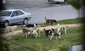 پسر ۱۴ساله، قربانی جدید حمله سگ‌های ولگرد