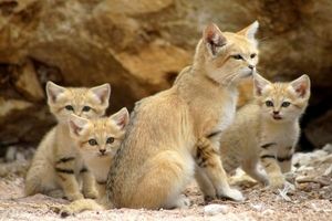 مشاهده گونه کمیاب گربه‌ شنی در عباس آباد