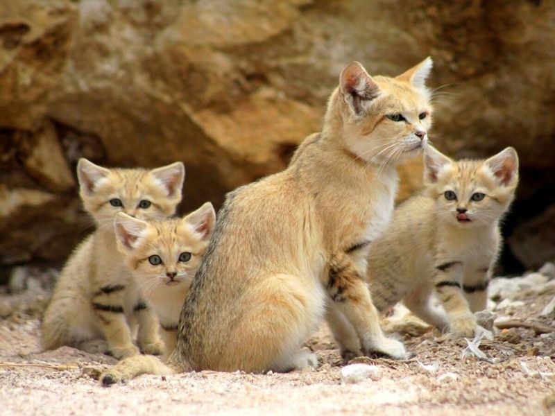 مشاهده گونه کمیاب گربه شنی در عباس آباد