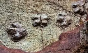 کشف صدها ردپا از دایناسورهای ۱۶۶ میلیون ساله در معدنی در بریتانیا/ مسیر رفت و آمد آنها به کجا بود؟

