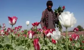 افغان‌ها دانش کشت خشخاش را به ایران آوردند!

