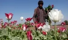 افغان‌ها دانش کشت خشخاش را به ایران آوردند!

