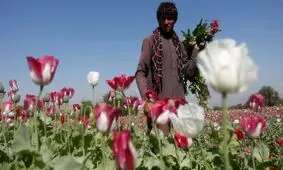 افغان‌ها دانش کشت خشخاش را به ایران آوردند!

