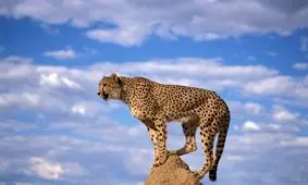 تصویری جالب از یک پلنگ ایرانی