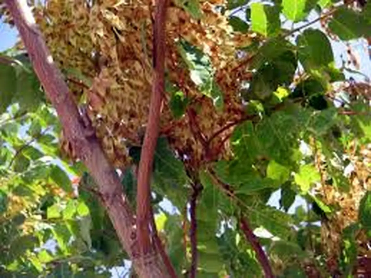 دربارۀ «درخت عرعر» چه می‌دانیم؟ 