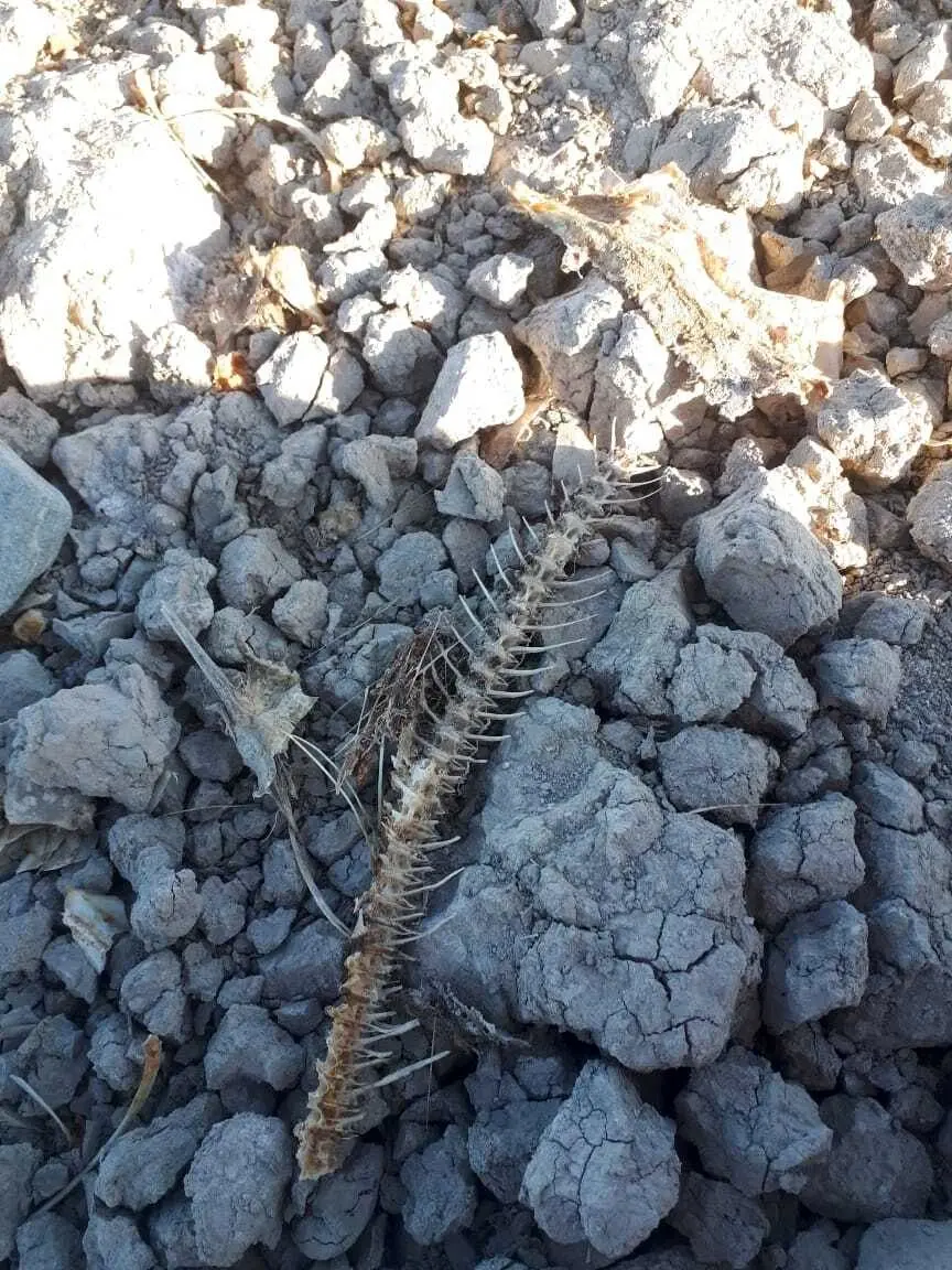 کارشناسان محیط‌زیست زنجان در گزارش‌شان گفته‌اند که طی سال‌های اخیر، حداقل پنج یا شش سال پیش، با کاهش جدی ورود آب مواجه شد