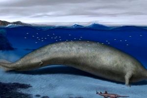 کشف بقایای نهنگ بزرگ باستانی که احتمالا سنگین‌ترین موجود تاریخ است