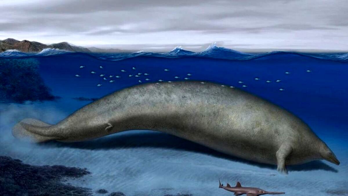 کشف بقایای نهنگ بزرگ باستانی که احتمالا سنگین‌ترین موجود تاریخ است