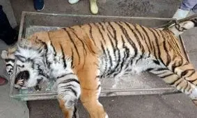 ببر الیمالات خونریزی کبدی کرد