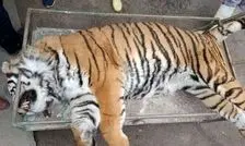 ببر الیمالات خونریزی کبدی کرد