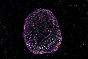 دانشمندان زبان دوم حیات را کشف کردند