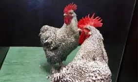 خروس‌ ها خود را در آینه تشخیص می‌ دهند

