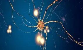 پیروی نورون‌های مغز از یک الگوی ریاضی متمایز

