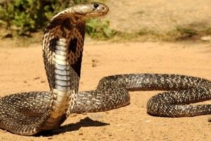 سالی ۵.۴ میلیون نفر در جهان مارگزیده می شوند