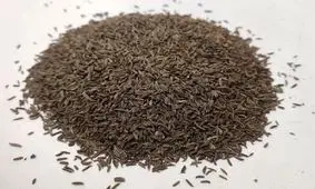 زیره سیاه؛ ادویه‌ای با اثرات ضد چاقی و محافظت قلبی