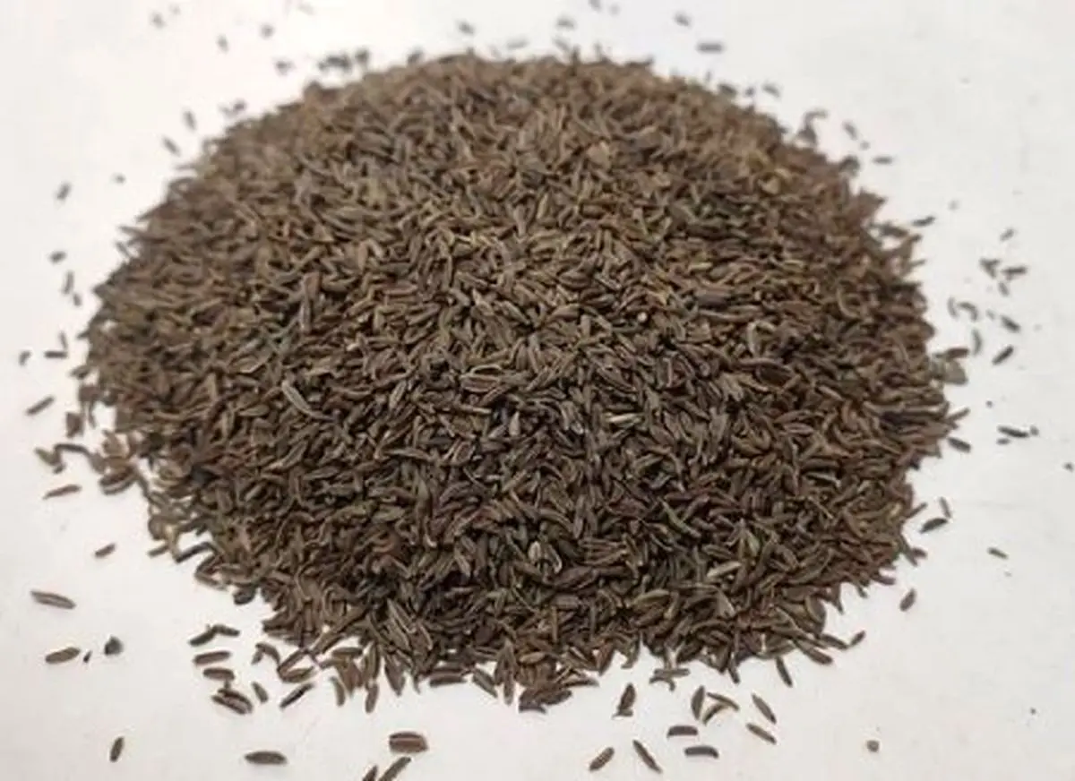 زیره سیاه؛ ادویه‌ای با اثرات ضد چاقی و محافظت قلبی