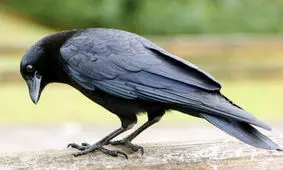 هوش و تلاش باورنکردنی یک کلاغ برای در آوردن یک طعمه از داخل شیشه/ ویدئو