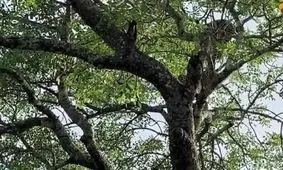 سقوط ۶متری پلنگ درمیان درگیری خطرناک/ ویدئو