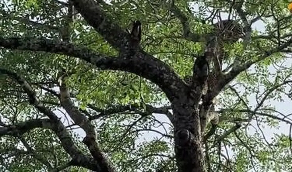 سقوط ۶متری پلنگ درمیان درگیری خطرناک/ ویدئو