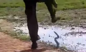جدال یک مرد با مار سمی/ ویدئو