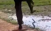 جدال یک مرد با مار سمی/ ویدئو