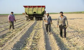 بنای نیشکر بر کشاورزی دانش‌بنیان است

