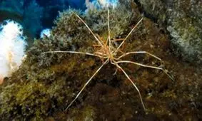 چرا موجودات ساکن در دو قطب زمین غول پیکر شده اند