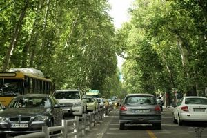 مرگ ۵۲ هزار چنار تهران در سکوت؛ هر درخت یک میلیارد تومان!