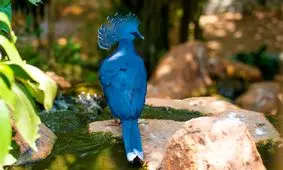  تصاویری شگفت‌انگیز از لحظه غذا دادن پرنده به جوجه‌هایش/ ویدئو