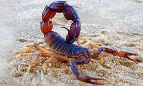 قیمت زهر عقرب در جهان رکورد زد/ ویدئو