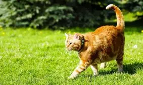 اقدام شجاعانه و باورنکردنی یک گربه؛ نجات سگ از دست سه شغال!/ ویدئو