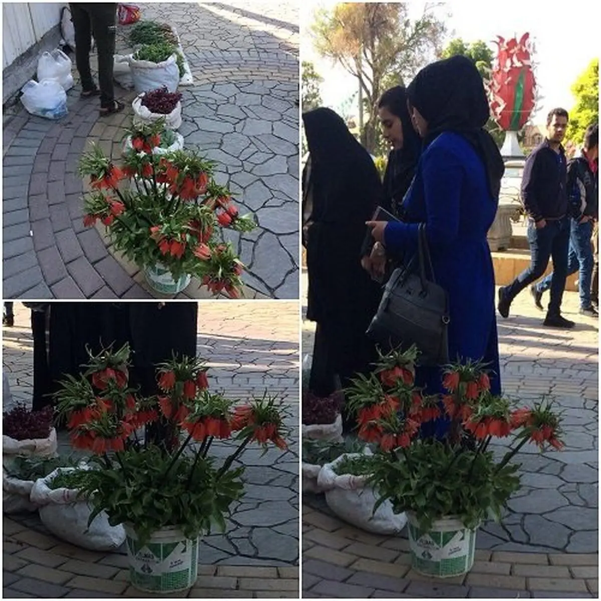 ممنوعیت خرید و فروش گونه‌ های گیاهی و حیوانی وحشی در استان مرکزی