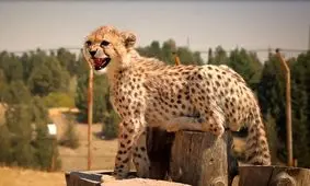 حکم متهمان اشنویه‌ای: تهیه غذا برای «پیروز» 