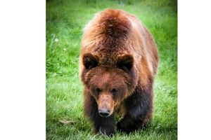 حمله خرس به نوجوان در ارتفاعات کبیرکوه ایلام

