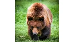 حمله خرس به نوجوان در ارتفاعات کبیرکوه ایلام

