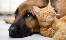 یک عدد باورنکردنی از خرج حیوانات خانگی در ایران