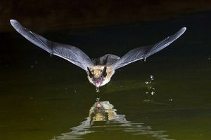 شنا کردن جالب یک خفاش در دریا/ ویدئو