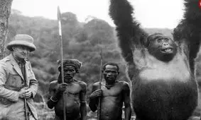 ماجرای یک عکس تاریخی جالب؛ دست‌های تسلیم گوریل