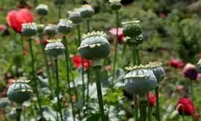 ماجرای واردات ۷۲هزار میلیارد تومان تریاک چیست؟