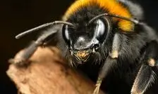 خوش‌بینی میان زنبورها مسری است!