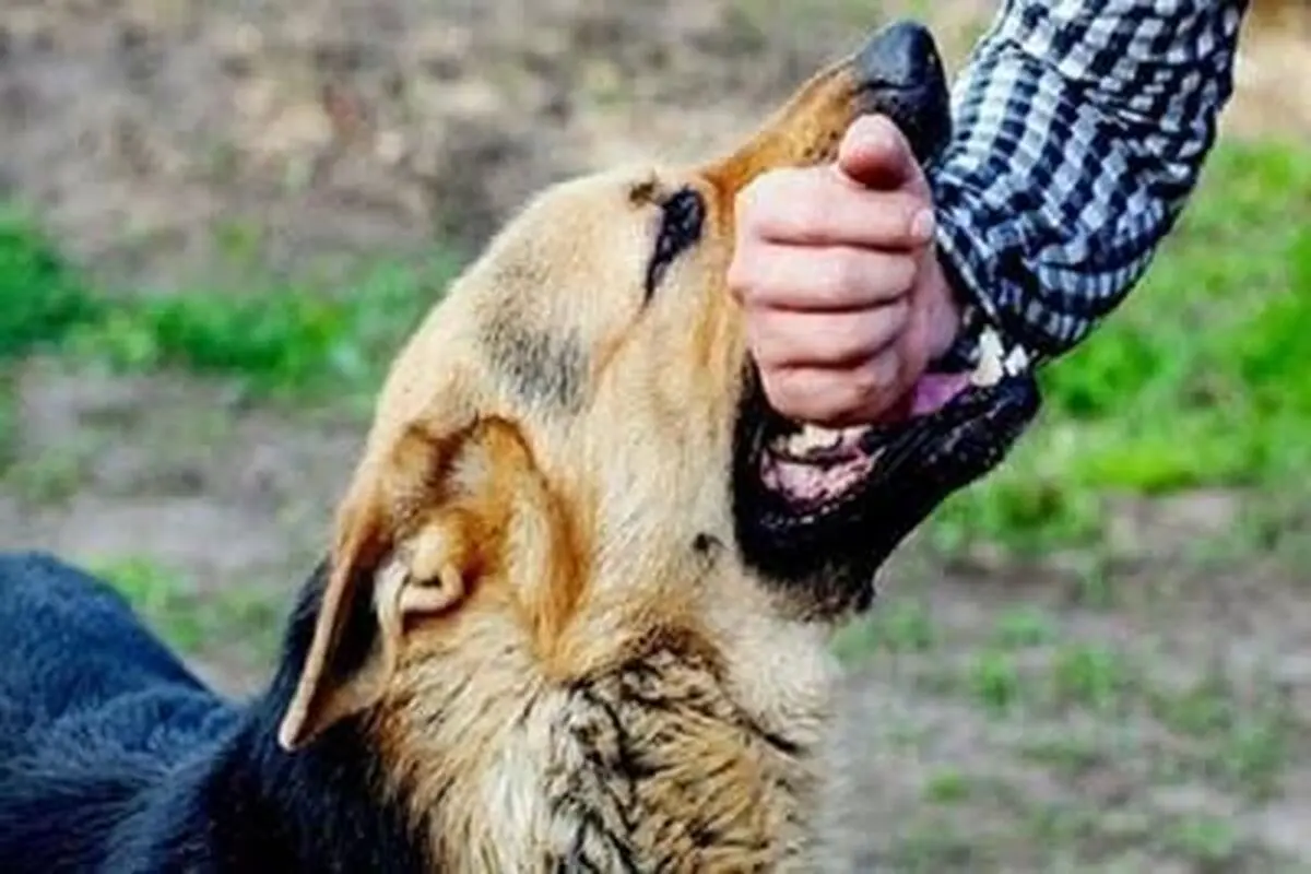 حمله سگ ولگرد به یک کودک بلوچ/ ویدئو