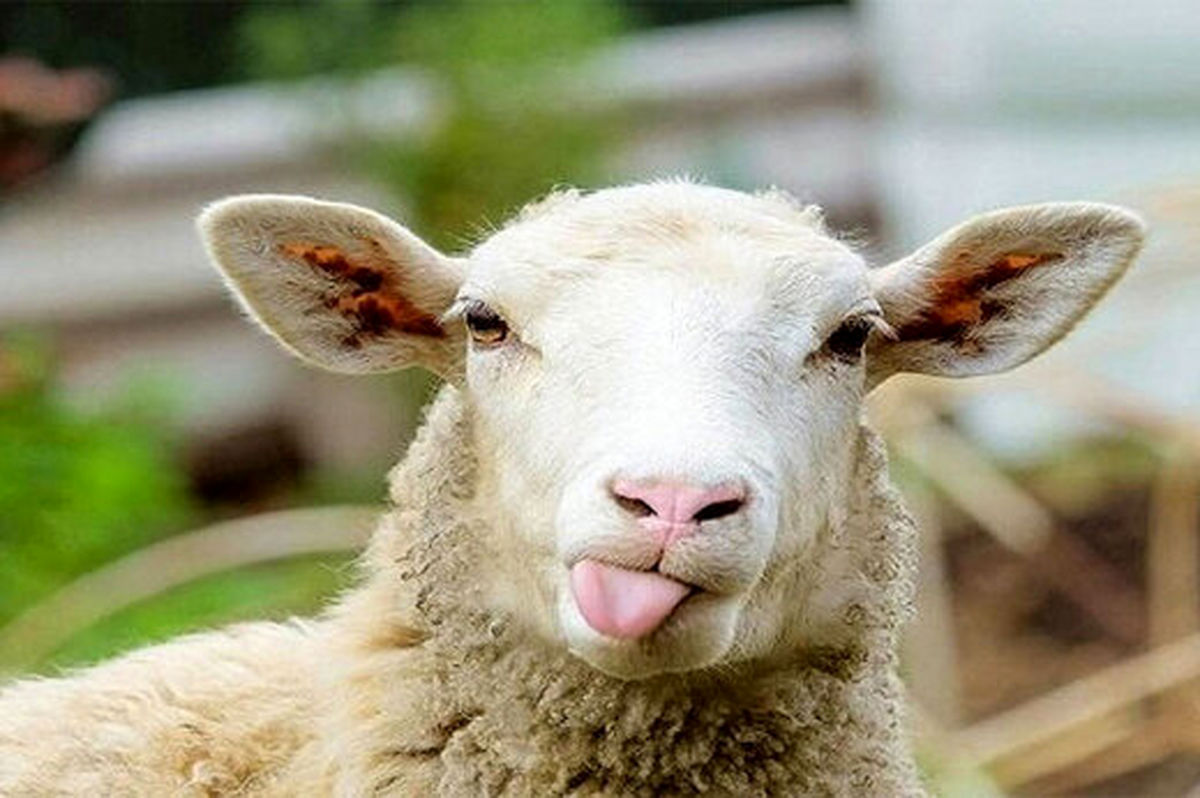 حمله خنده‌دار یک گوسفند به یک شهروند