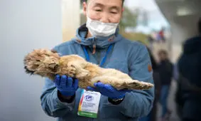 جسدی که پس از هزاران سال سالم مانده است/ بازگشت شیرهای باستانی